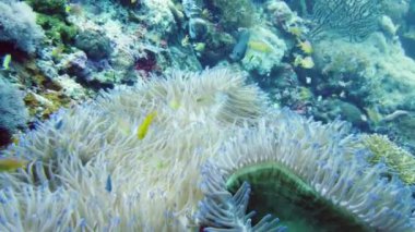 Deniz şakayığı ve palyaço balığı.