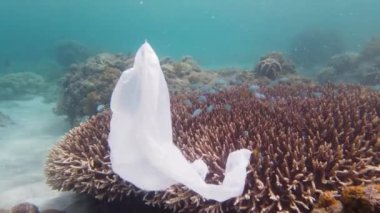Güzel mercan resifi plastik torbayla kirlenmiş..