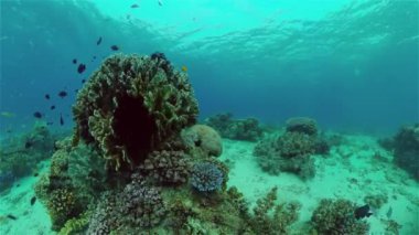 Mercan kayalıkları ve tropikal balıklar. Filipinler.