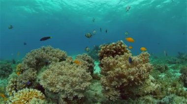 Mercan kayalıkları ve tropikal balıklar. Filipinler.