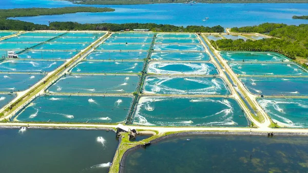 Filipinler 'deki Karides Çiftliği.