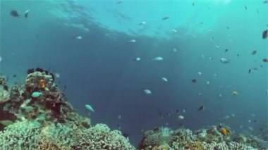 Mercan resifi ve tropikal balıklar su altında. Filipinler.
