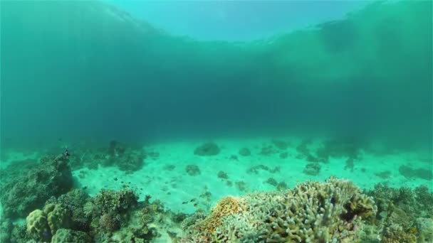 Recifes de coral e peixes tropicais. Filipinas. — Vídeo de Stock