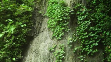 Güzel tropik şelale.