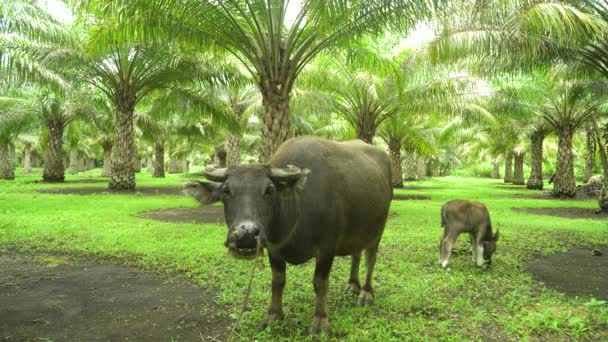 Palmiye koruluğunda bufalo. Bohol, Filipinler. — Stok video