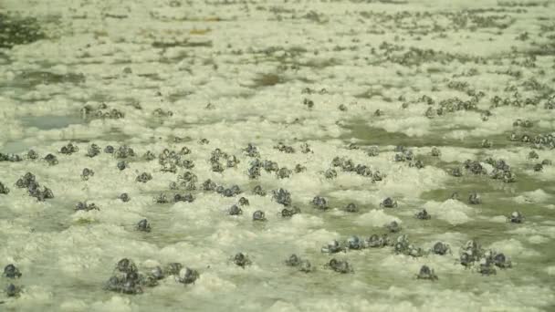 Caranguejos soldados azuis na praia. Bohol, Filipinas. — Vídeo de Stock