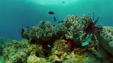 Mercan kayalıkları ve tropikal balıklar. Filipinler.