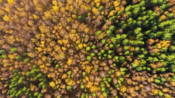 Couleurs automnales colorées en forme de forêt ci-dessus, capturées avec un drone. — Video