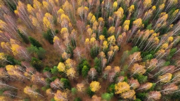 Hauts d'arbres au feuillage jaune. Paysage d'automne, vue d'en haut. — Video