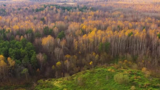 Bosque otoñal con follaje colorido — Vídeos de Stock