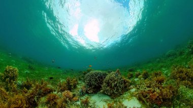 Mercan kayalıkları ve tropikal balıklar. Filipinler.