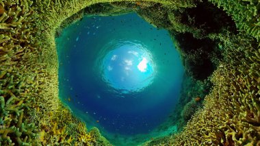 Mercan kayalıkları ve tropikal balıklar. Filipinler.