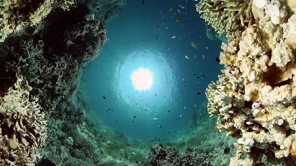 Koraalrif en tropische vissen onder water. Filippijnen. — Stockfoto
