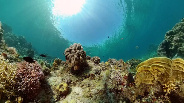 Korálový útes s rybami pod vodou. Filipíny. — Stock fotografie