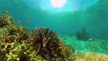 Mercan kayalıkları ve tropikal balıklar. Filipinler.