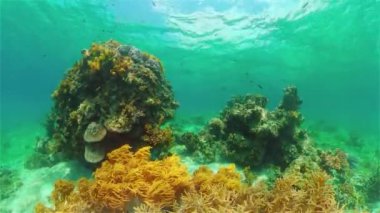 Mercan resiflerinin sualtı dünyası. Filipinler.