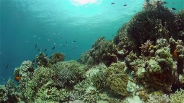 Suyun altında balıklı mercan kayalıkları. Filipinler.