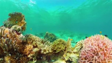 Mercan resifi ve tropikal balıklar su altında. Filipinler.