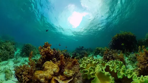 Barriera corallina e pesce tropicale. Filippine. — Foto Stock