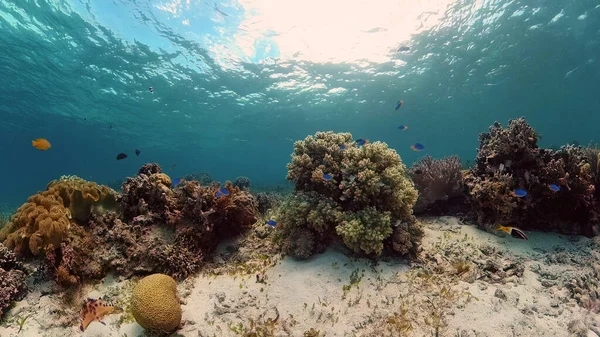 Korallrev och tropisk fisk. Filippinerna. — Stockfoto