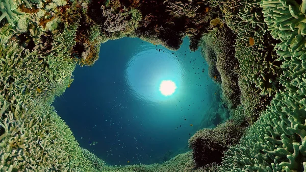 Mercan kayalıkları ve tropikal balıklar. Filipinler.