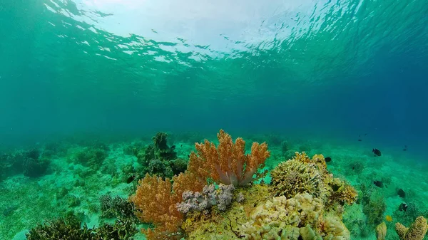 Mercan resiflerinin sualtı dünyası.