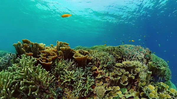 Mercan resifi ve tropikal balıklar su altında. Filipinler.