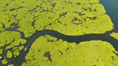 Mangrove ormanının ve nehrin havadan görünüşü.