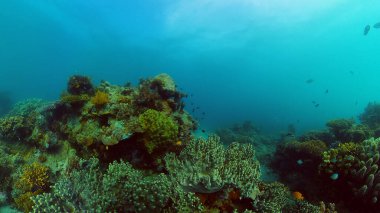 Mercan resifi ve tropikal balıklar su altında. Filipinler.