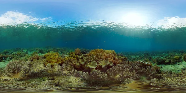 Коралловый риф и тропическая рыба. Филиппины. 360-градусный обзор. — стоковое фото