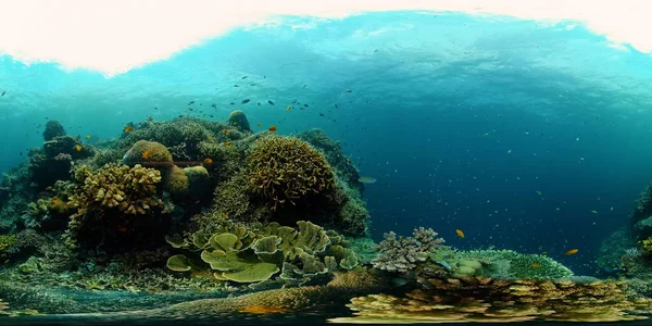 Arrecife de coral con peces bajo el agua. Filipinas. Realidad virtual 360 —  Fotos de Stock