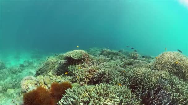 Recifes de coral e peixes tropicais. Filipinas. — Vídeo de Stock