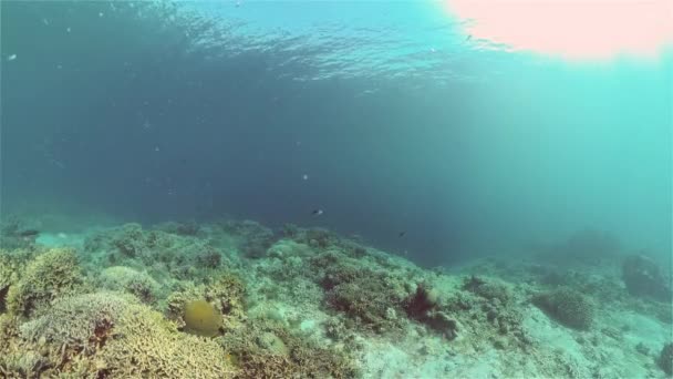 Barriera corallina e pesci tropicali sott'acqua. Filippine. — Video Stock