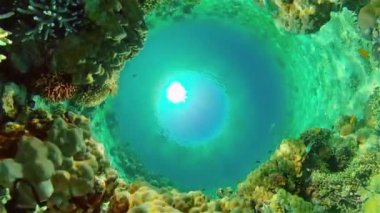 Mercan kayalıkları ve tropikal balıklar. Filipinler.