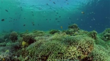 Mercan resifi ve tropikal balıklar su altında. Filipinler.