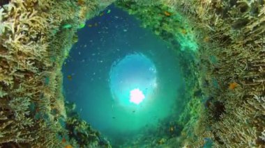 Mercan resiflerinin sualtı dünyası. Filipinler.