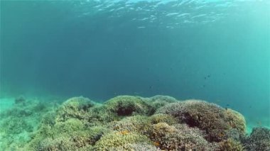 Mercan kayalıkları ve tropikal balıklar. Filipinler.