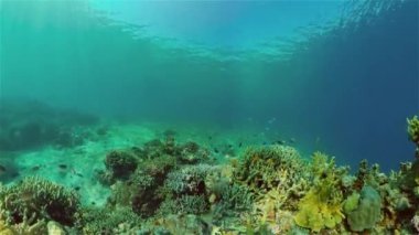 Mercan resiflerinin sualtı dünyası. Filipinler.