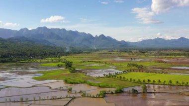 Filipinler 'deki çeltik tarlaları. Yeşil tepeleri ve tarlaları olan dağ manzarası.