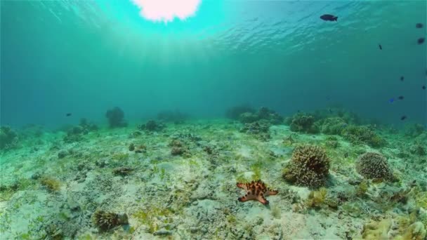 Koraalrif en tropische vissen onder water. Filippijnen. — Stockvideo