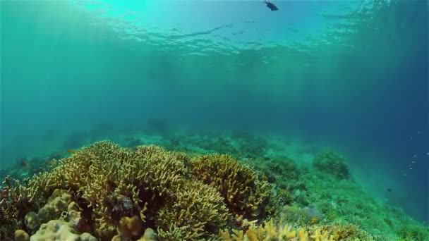 Récif corallien et poissons tropicaux sous-marins. Philippines. — Video