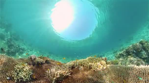 Кораловий риф і тропічна риба. Філіппіни. — стокове відео
