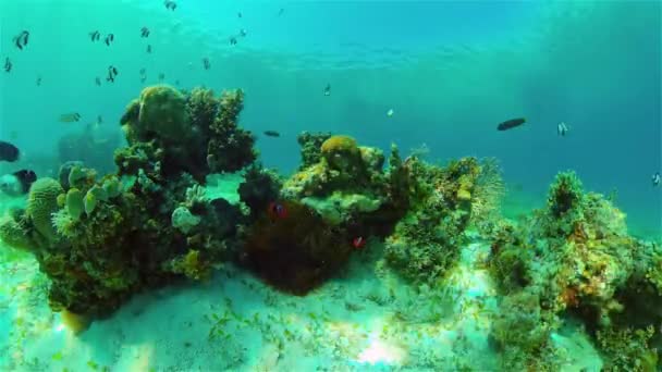 Barriera corallina e pesce tropicale. Filippine. — Video Stock