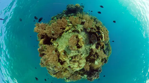 Rafa koralowa i tropikalne ryby pod wodą. Filipiny. — Zdjęcie stockowe