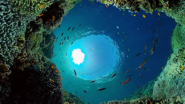 Récif corallien et poissons tropicaux sous-marins. Philippines. — Photo