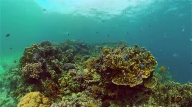 Mercan kayalıkları ve tropikal balıklar. Filipinler.