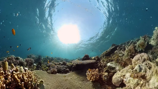 O mundo subaquático de um recife de coral. Filipinas. — Fotografia de Stock