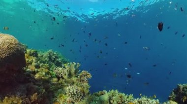 Suyun altında balıklı mercan kayalıkları. Filipinler.