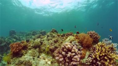 Mercan resiflerinin sualtı dünyası. Filipinler.