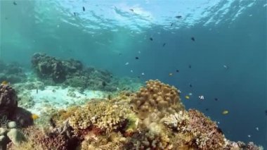 Mercan kayalıkları ve tropikal balıklar. Filipinler.